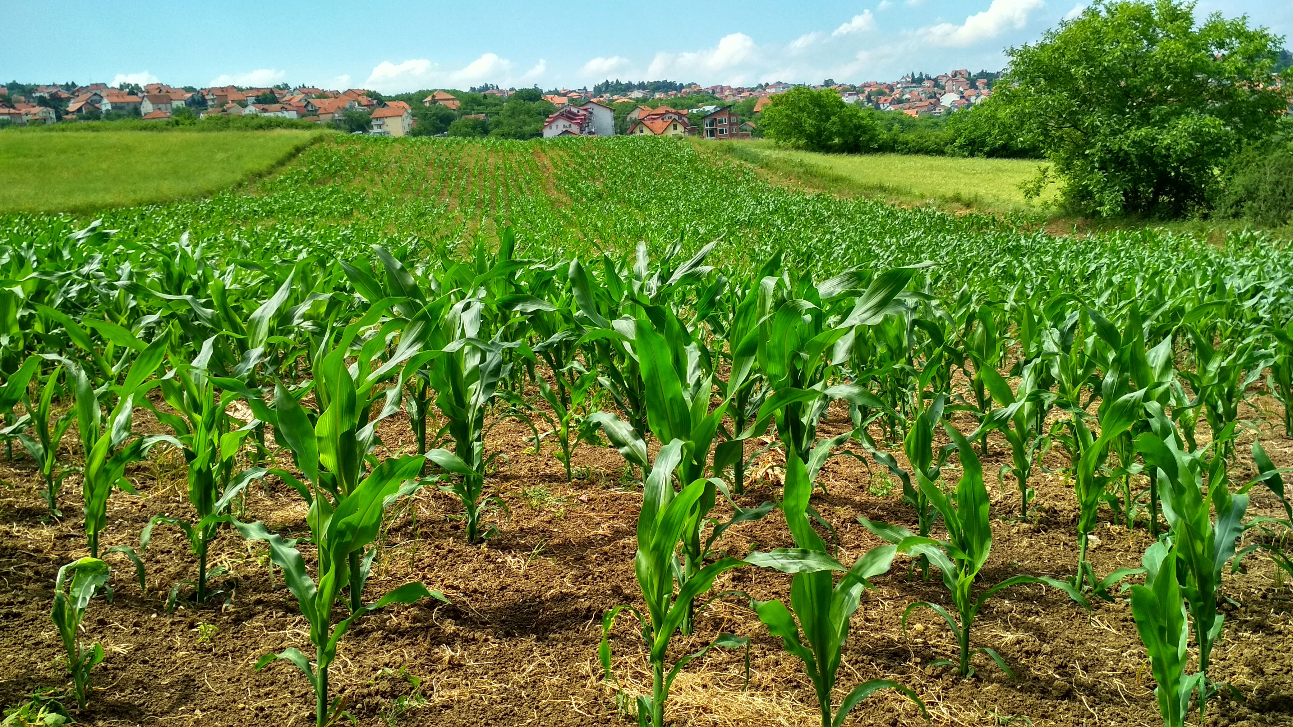 Campos Hortícolas Irrigados