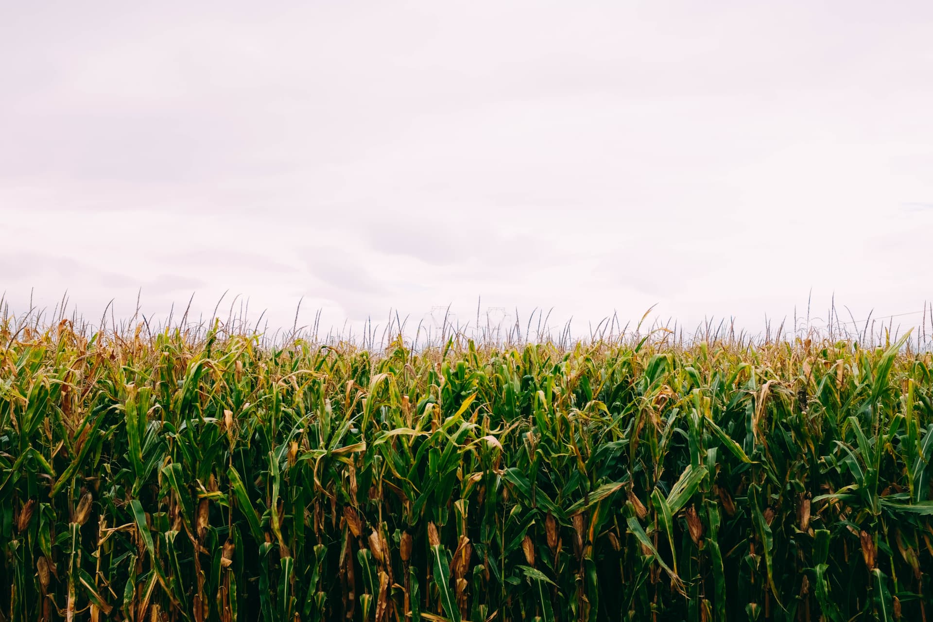 Agricultura sustentável como caminho para o futuro